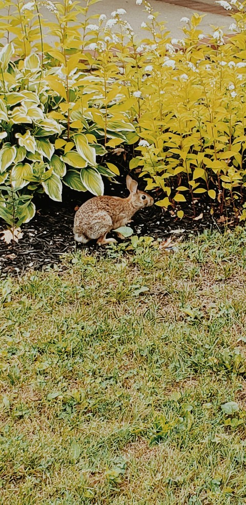 the bunny