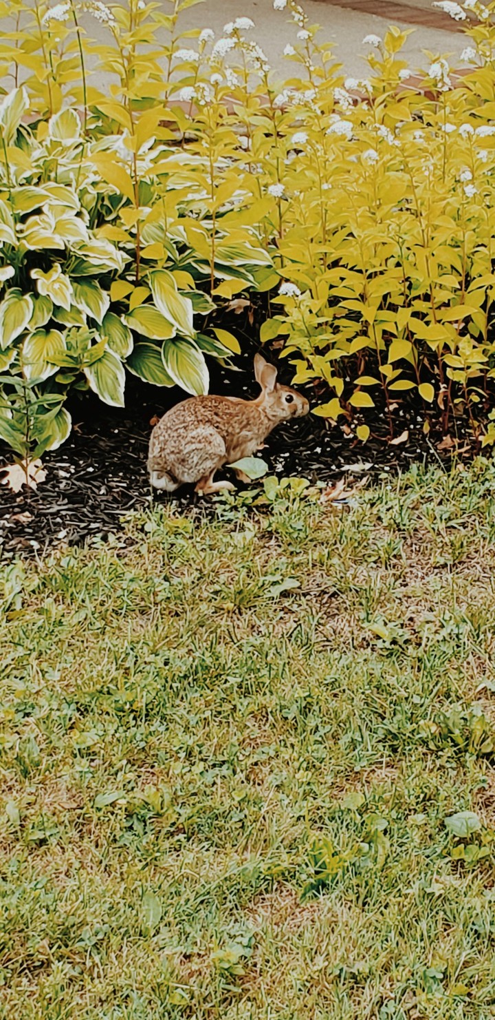the bunny