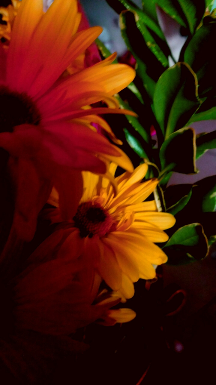 fresh flowers