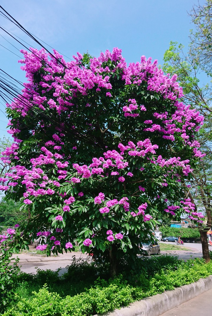 summer flower