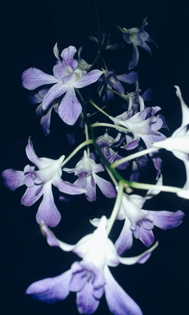 Orchid