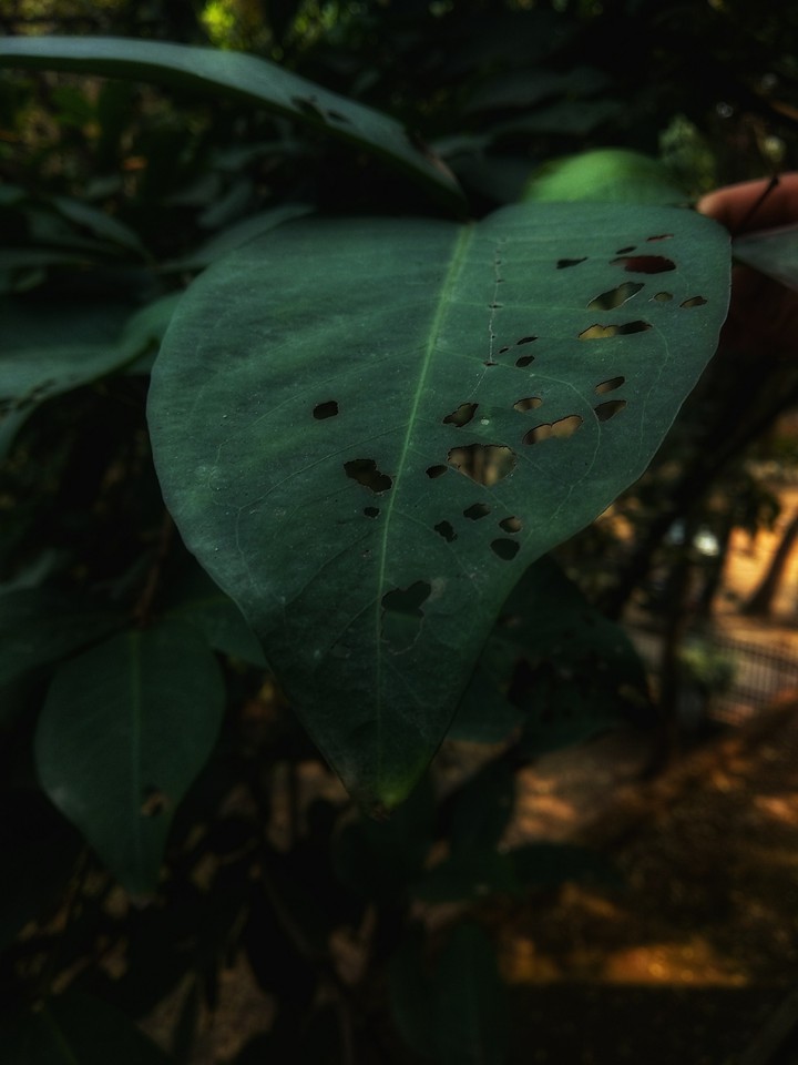 leaf