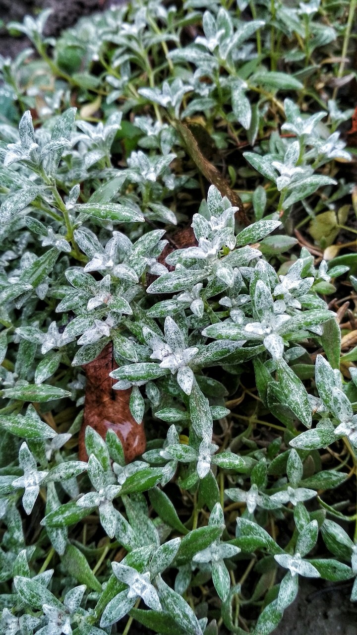 in the garden