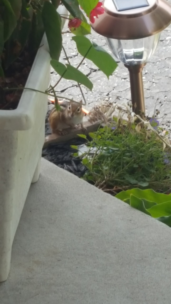 Chipmunk ? Friend