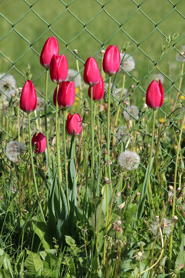 tulips