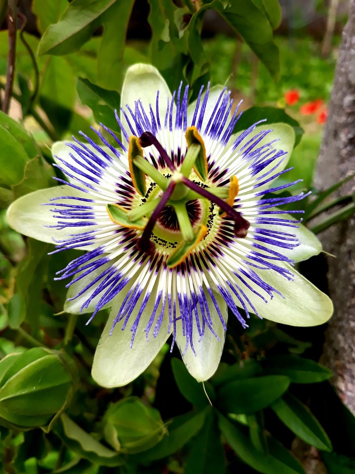 fiore