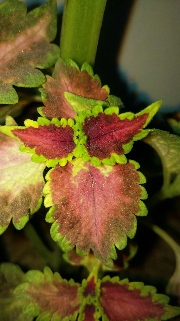 coleus plant