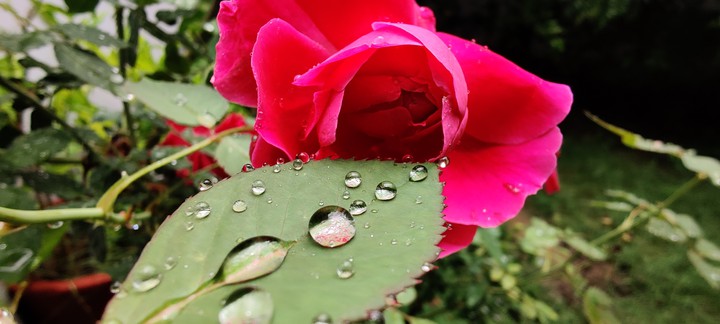 Fresh drops to rose