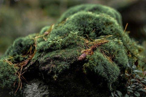 pillows of moss