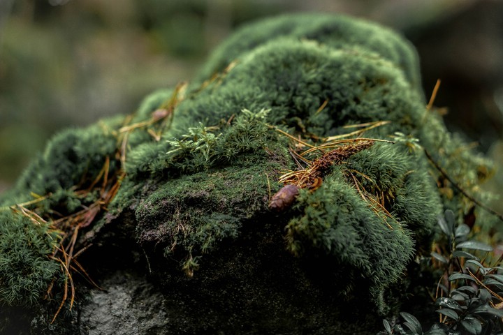 pillows of moss