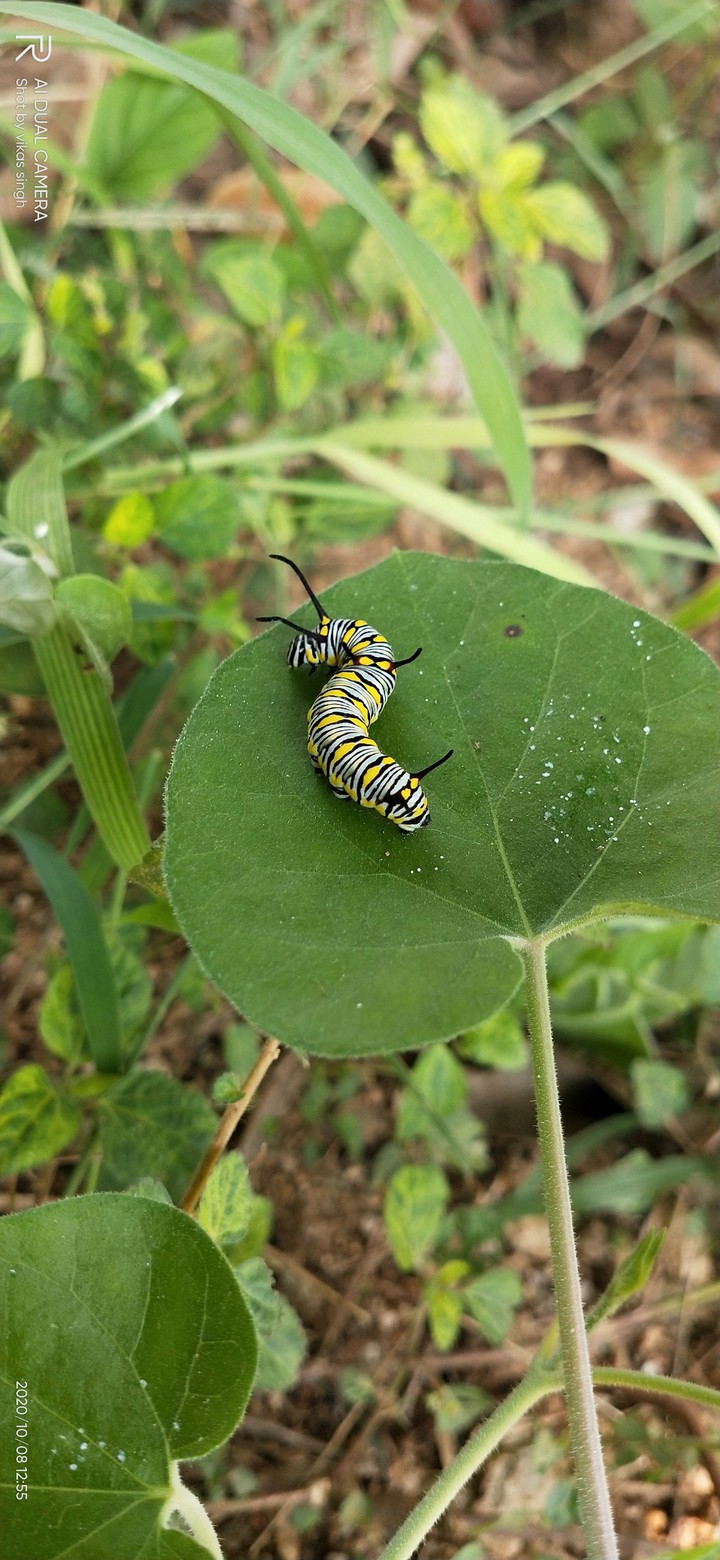 Nature