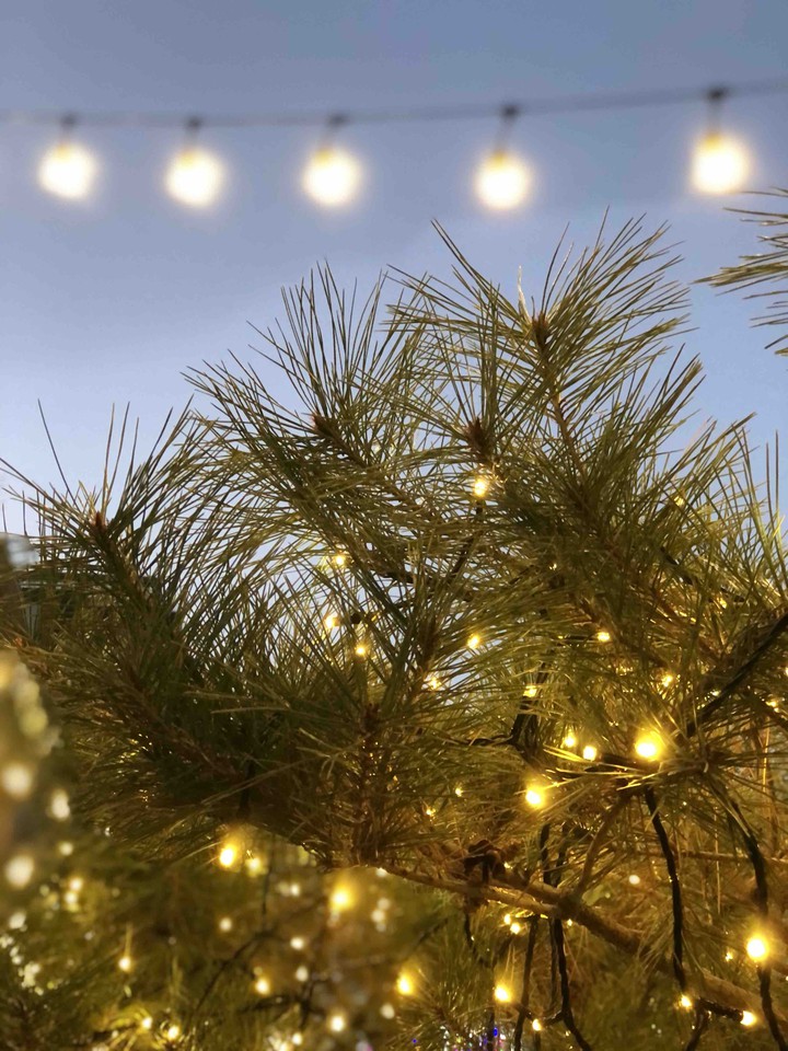 pine tree