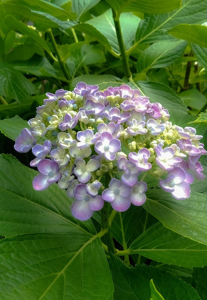 hydrangea