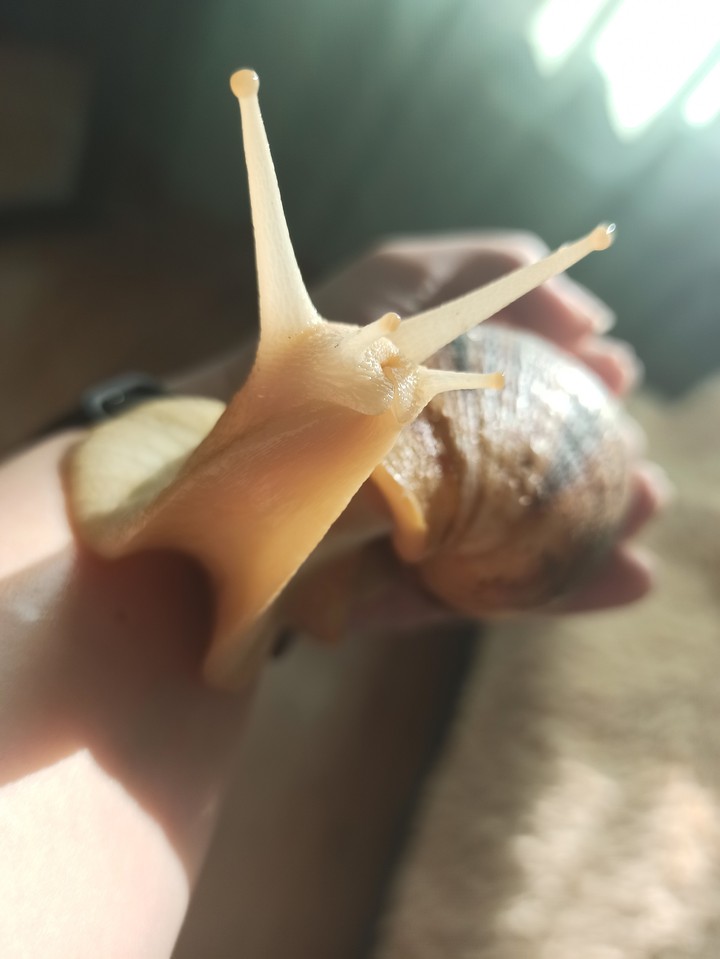snail