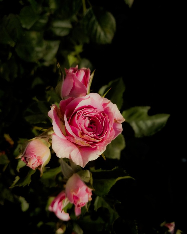 rose