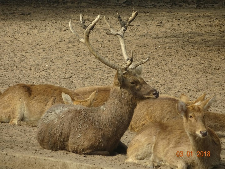 Barasingha