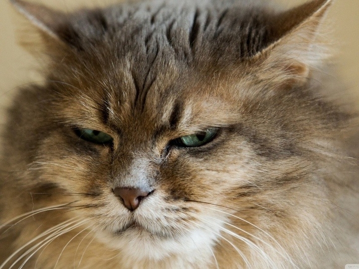 very serious cat