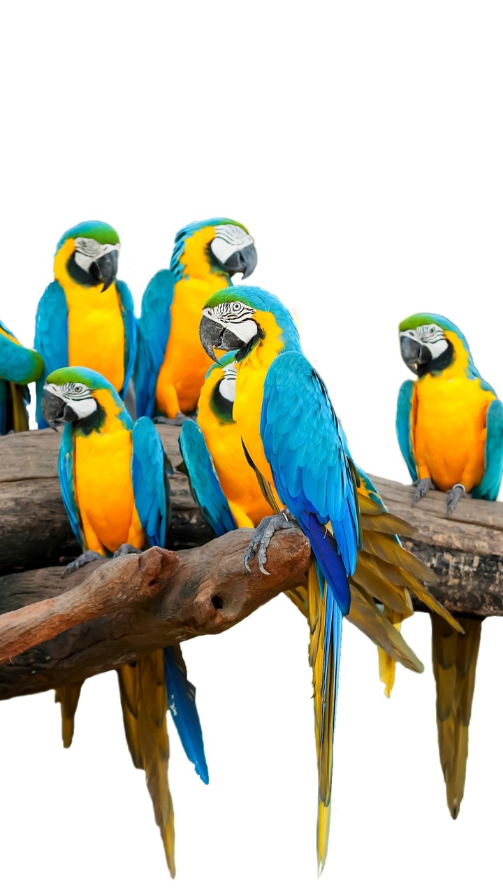 PARROTS