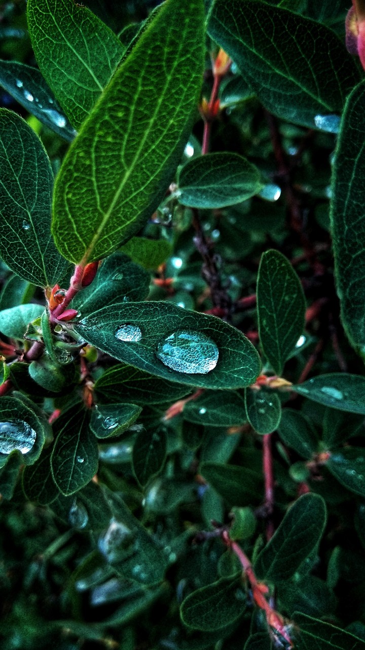 Water drop on a sheet