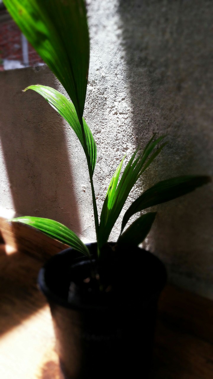 indoor plant
