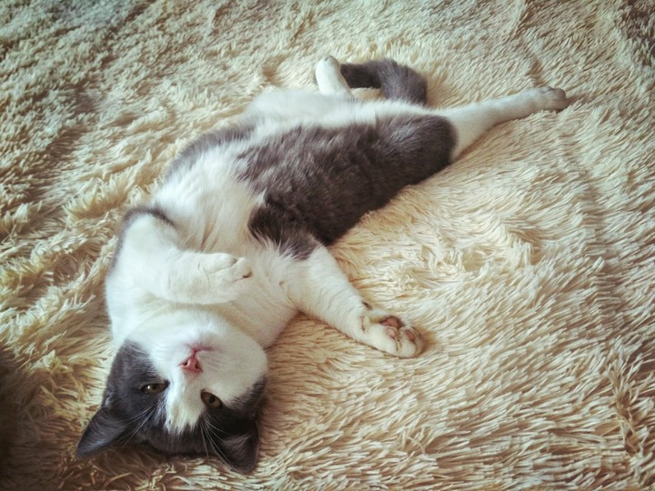 cat