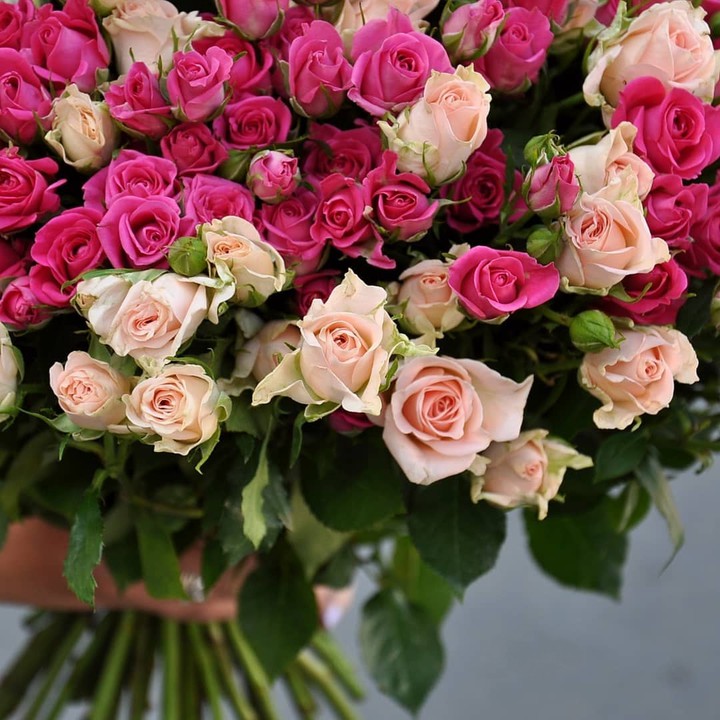 spray roses
