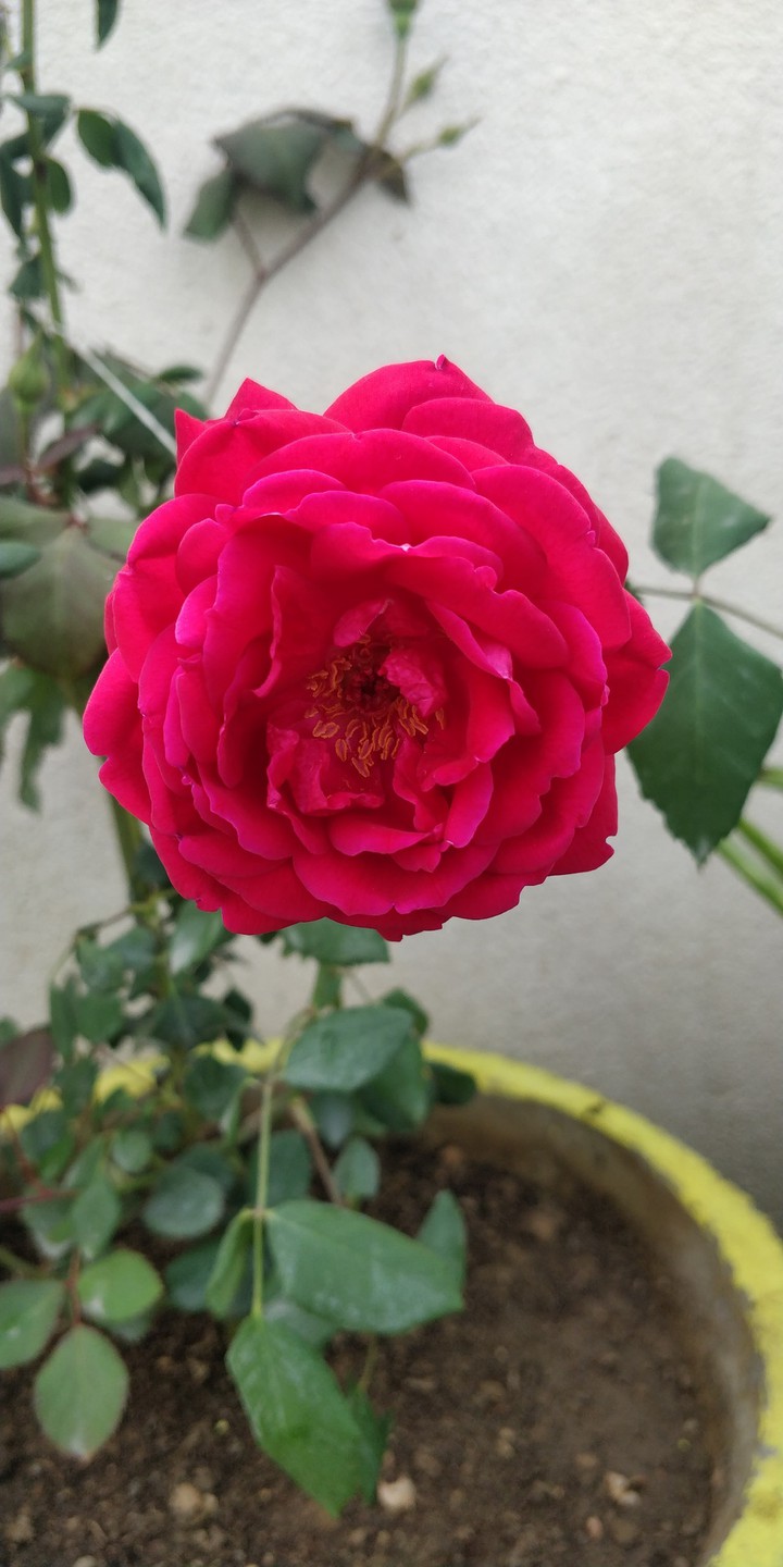 Red rose