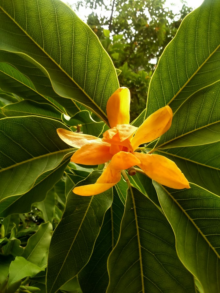 yellow flower