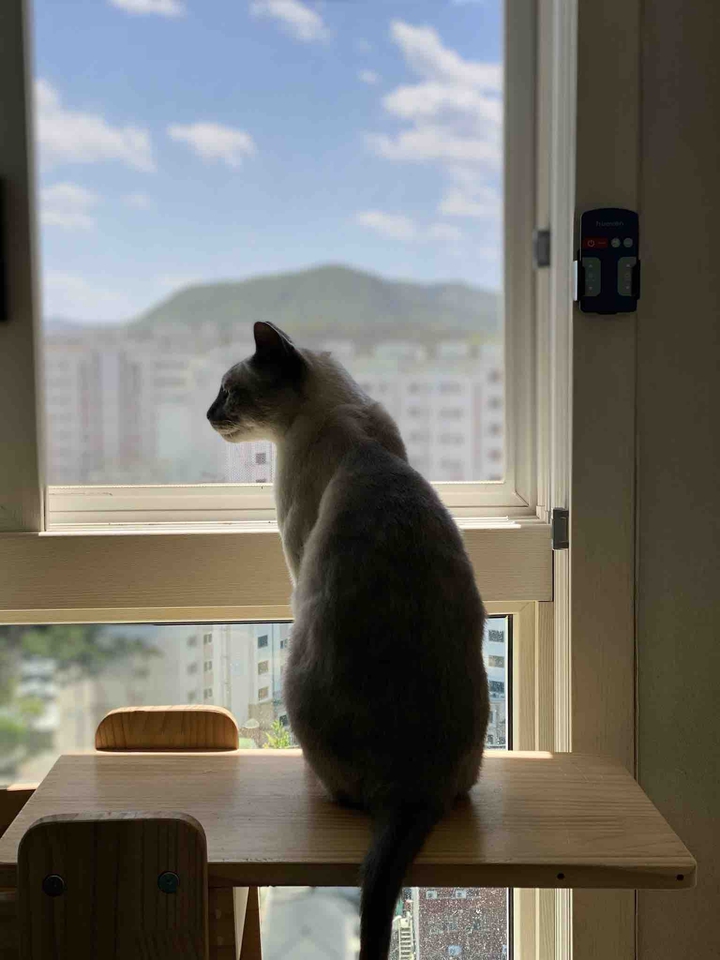 고양이