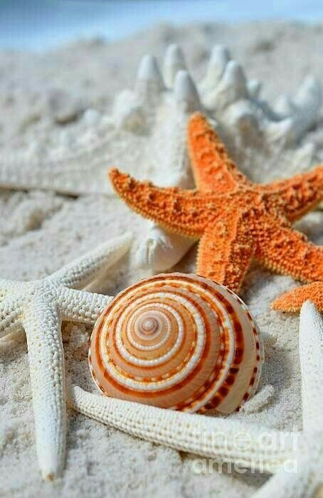 starfish