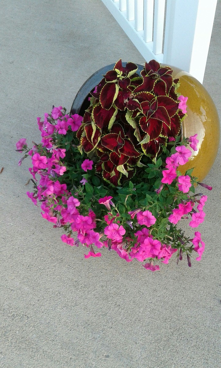 Flowers in a Pot