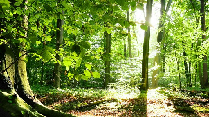 woodland