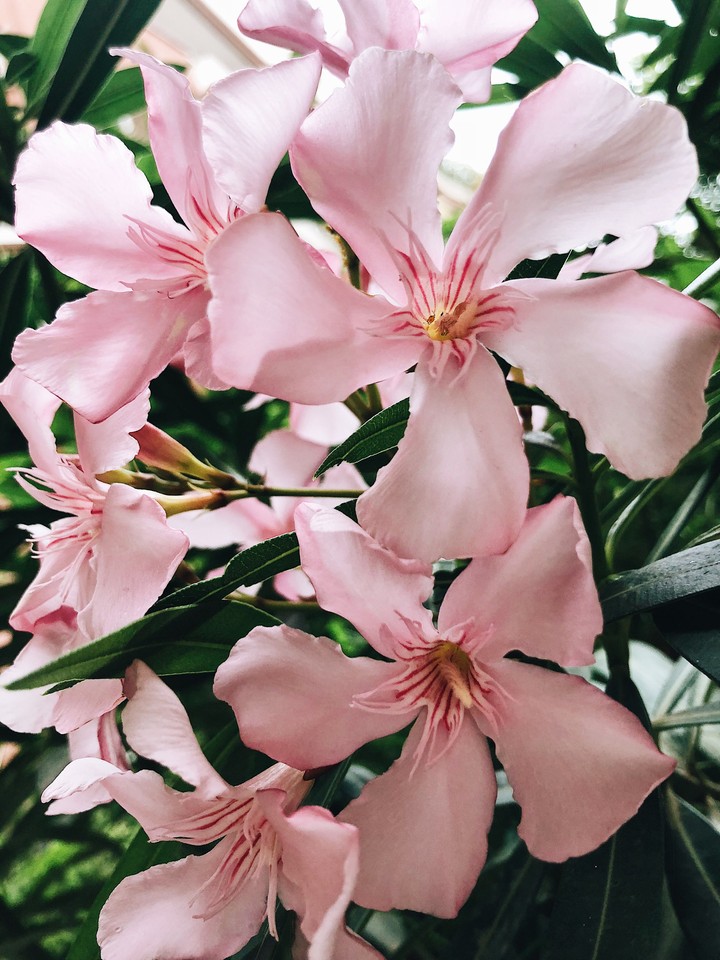 oleander