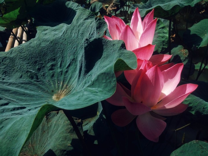 Lotus Flower