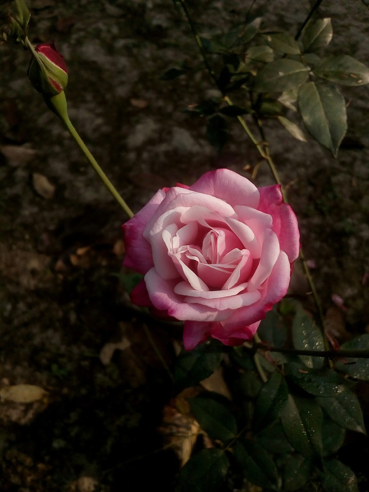 Queen of flowers ?