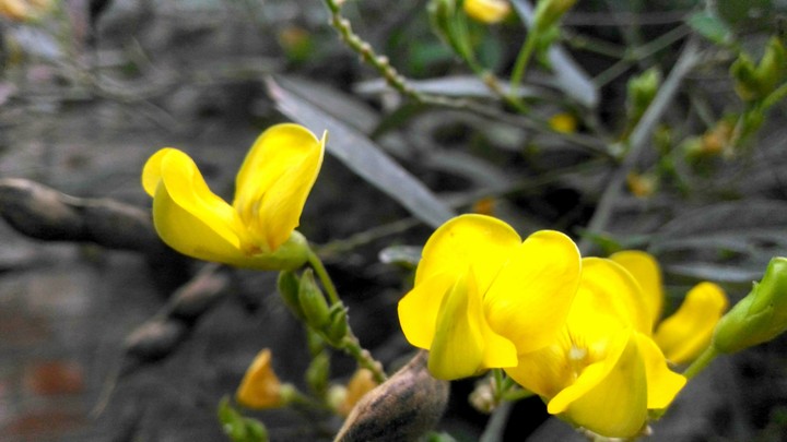 #unnamed #yellow