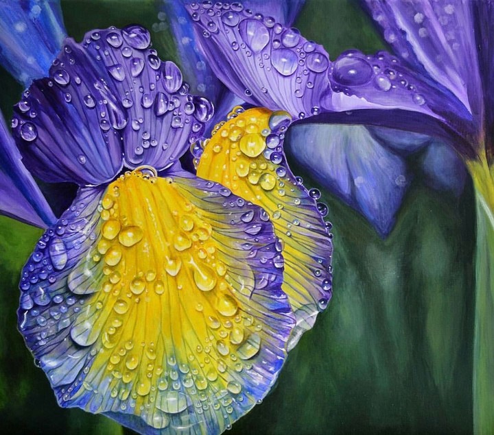 Iris