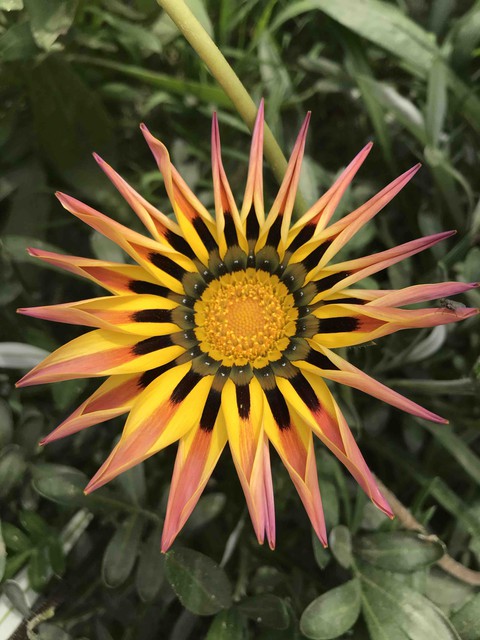 beautiful flower