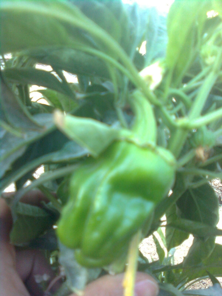 vegetable