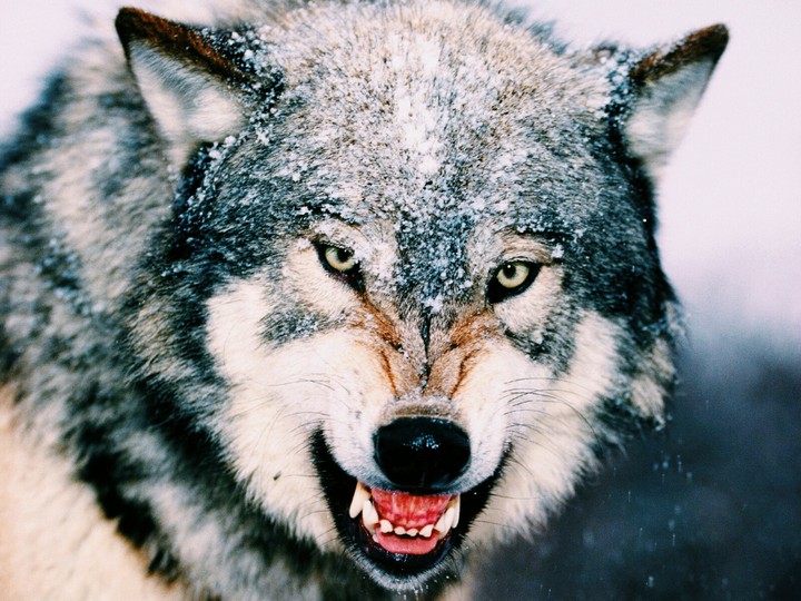 wolf