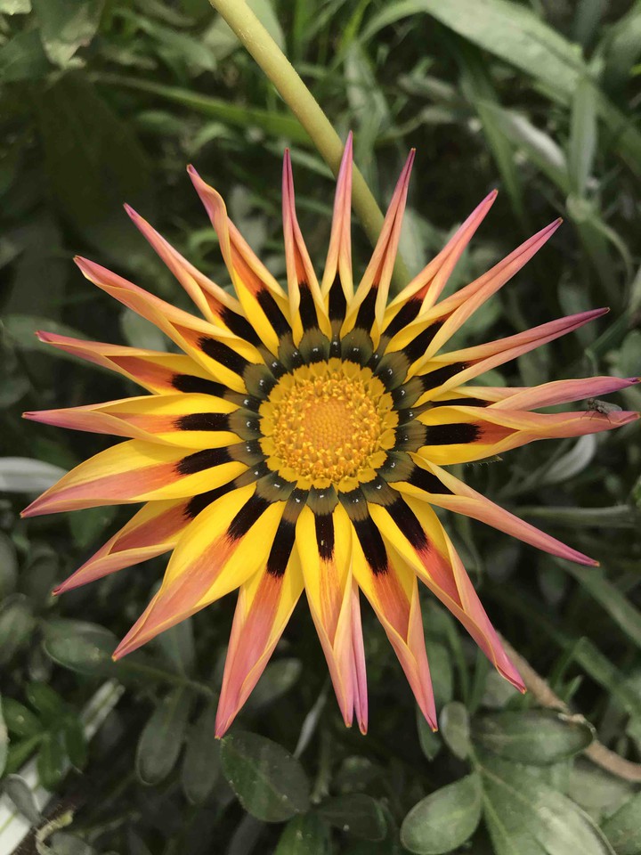 beautiful flower