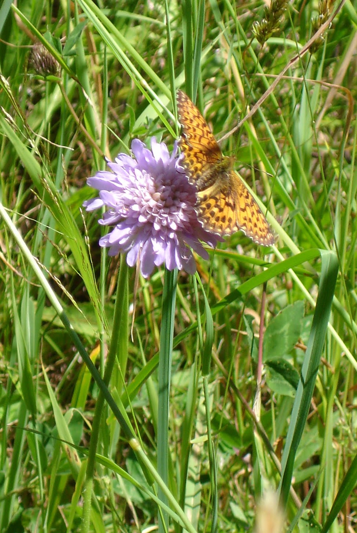 papillon