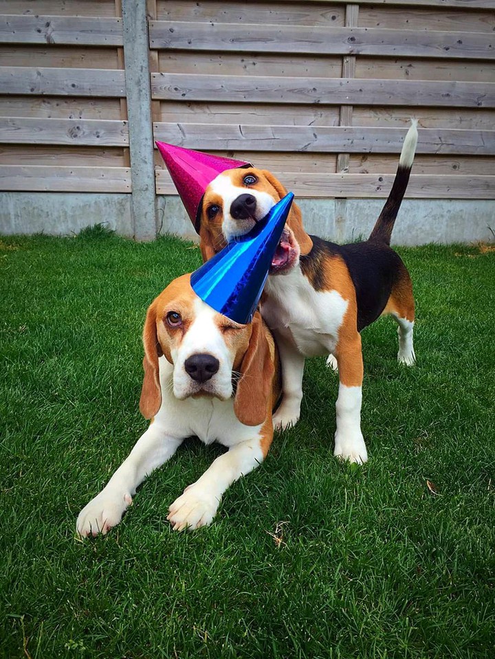 birthday bash