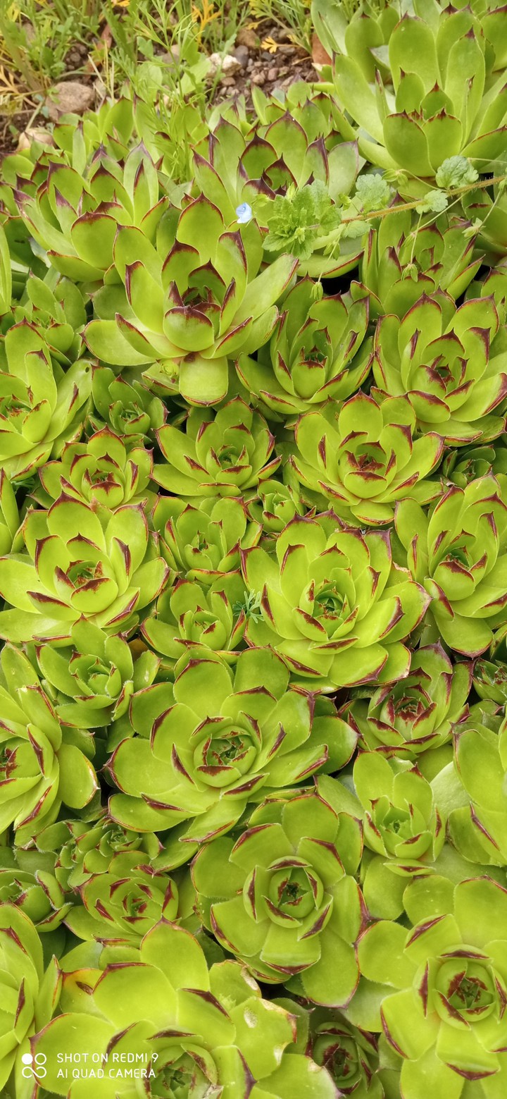 fleure