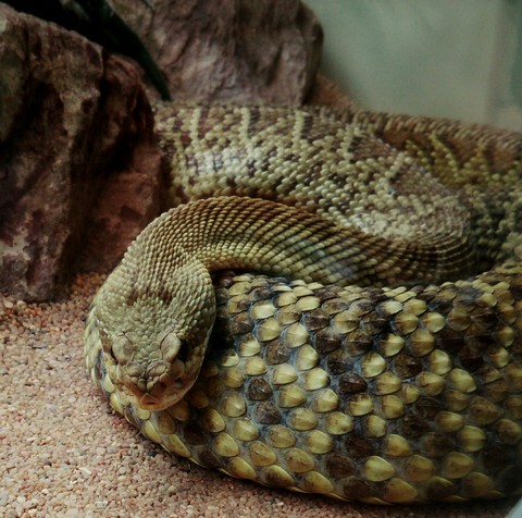 Snake
