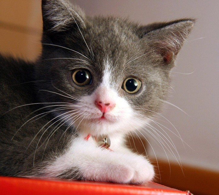 The cute cat
