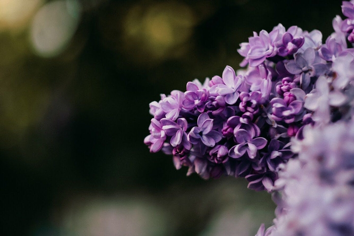 lilac