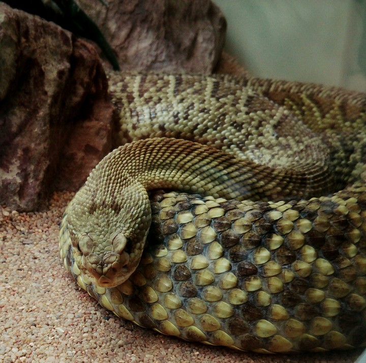 Snake