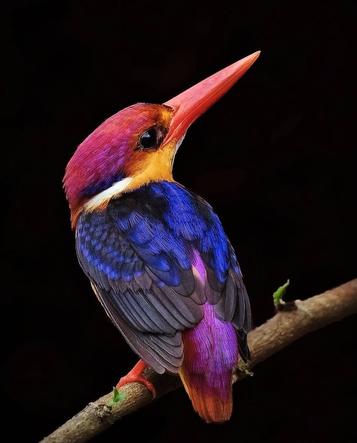 Eisvogel