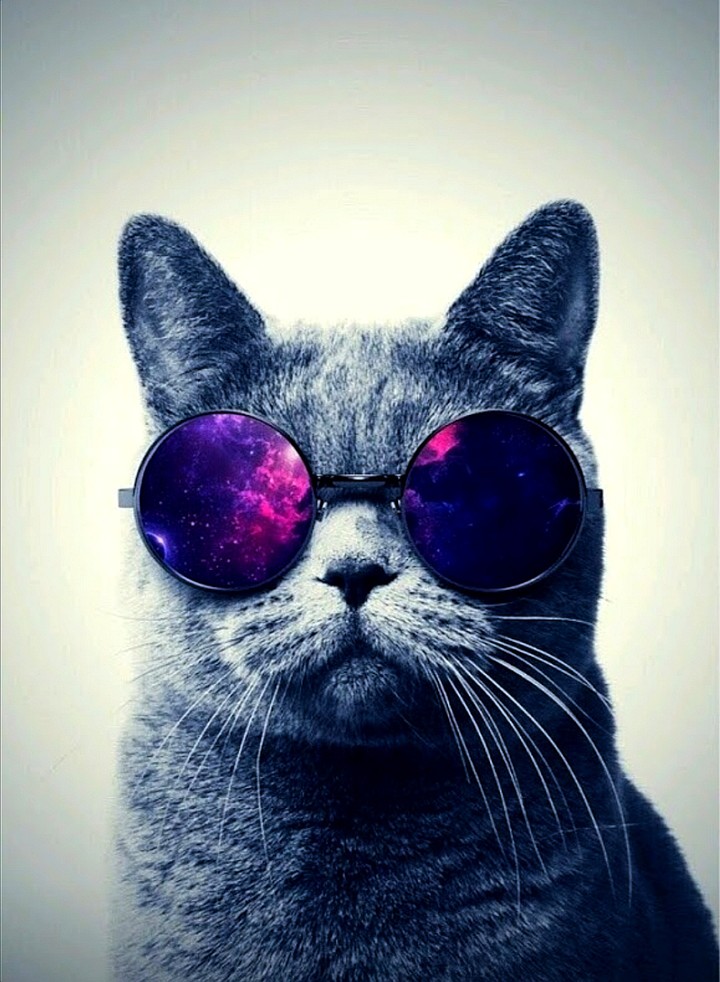 el gato ruso